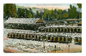 CA - Los Angeles. Pigeon Farm