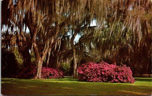 Winter Park Florida Scenic Tropical Landscape Spanish Moss Chrome Postcard 
