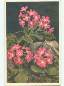 Very Old Foreign Postcard BEAUTIFUL FLOWERS SCENE AA4807