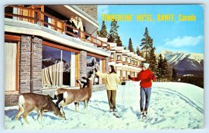 BANFF, Alberta, Canada ~ Roadside TIMBERLINE HOTEL Skiers, Deer 1963 Postcard