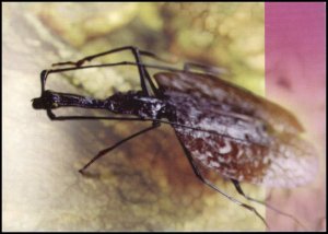 Thailand Post card - Insect 2001 (4), unused