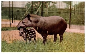 South American Tapir and Cub