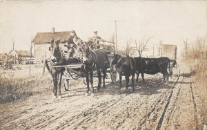 Horse Drawn Wagon With Cows, Unidentified Location, Real Photo, AA370-9