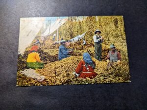 Mint USA Native American Postcard Indians Picking Hops Northwestern Pacific