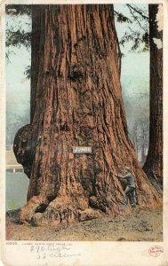 Santa Cruz Grove California 1915 Postcard Jumbo Redwood by Detroit Publishing