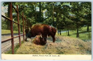 c1910s St. Louis MO Buffalo Forest Park Zoo Animal Cute Baby Postcard Bison A274