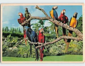 Postcard Macaws Posing at Miami's Parrot Jungle Florida USA