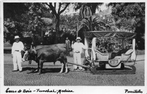 Lot 51 Funchal Madeira ox cart portugal real photo types folklore