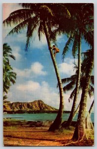 Postcard Coconut Tree Climber - Diamond Head Beach - Waikiki Hawaii