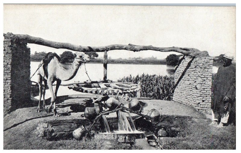 Sakia or Water Wheel Luxor Egypt Postcard