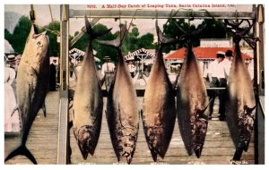 California Santa Catalina Island  Half day catch of Leaping Tuna