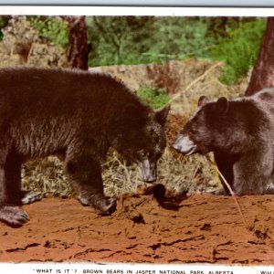c1920s Alberta, Canada Bears RPPC Jasper Park Colored Wild Game JF Spalding A326