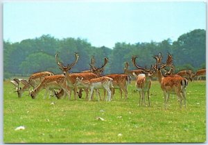 Postcard - Fallow Deer, Tatton Park - Knutsford, England