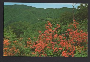 TN Flame Azalea in full Bloom - Great Smoky Mountains National Park ~ Chrome