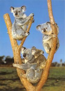 Koala Family - Sydney, Australia