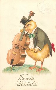 Cello musical humanized Easter chicken  caricature greetings postcard, Hungary