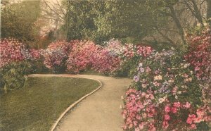 Postcard South Carolina Charleston Magnolia Gardens hand colored 23-12068