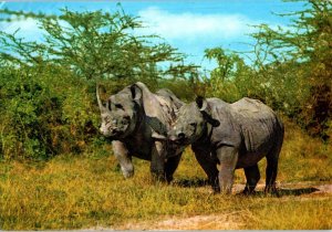 African Wild Life Rhino Postcard