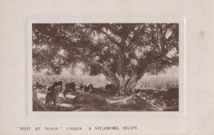 Rest At Noon Under A Sycamore Tree Egypt Real Photo Postcard