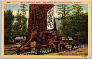 World Famous Tree House Lilley Redwood Park Redwood Highway California Postcard