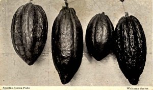 Species - Cocoa Pods