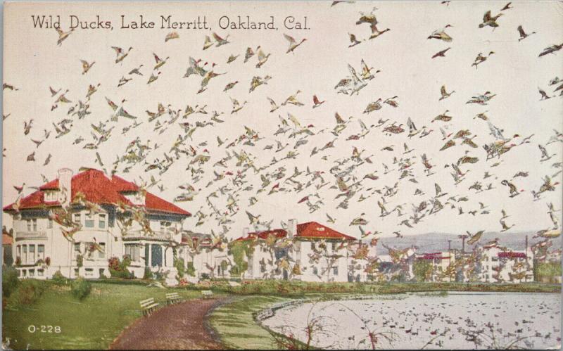 Wild Ducks Lake Merritt Oakland CA California UNUSED Postcard D87