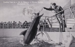 Florida Marineland Feeding Time For 600 Pound Porpoise At Marine Studios1940