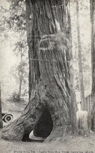C.1910-20 Grand Army Tree, Santa Cruz Big Tree, California Postcard P127