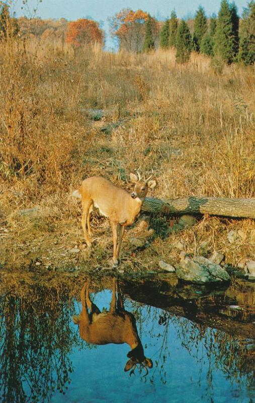 Autumn Reflections - Young White-Tailed Deer Buck Reflection