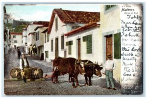 c1905 Sellers, Two Ox Carrying Barrels Madeira Portugal Posted Postcard