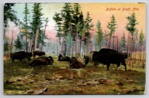 Beautiful Buffalo At Banff Alta Canada Postcard W27