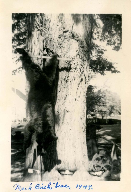 NH - North Conway. Bear Shot by Mark Birch, 1949 (3.375 X 5.00)