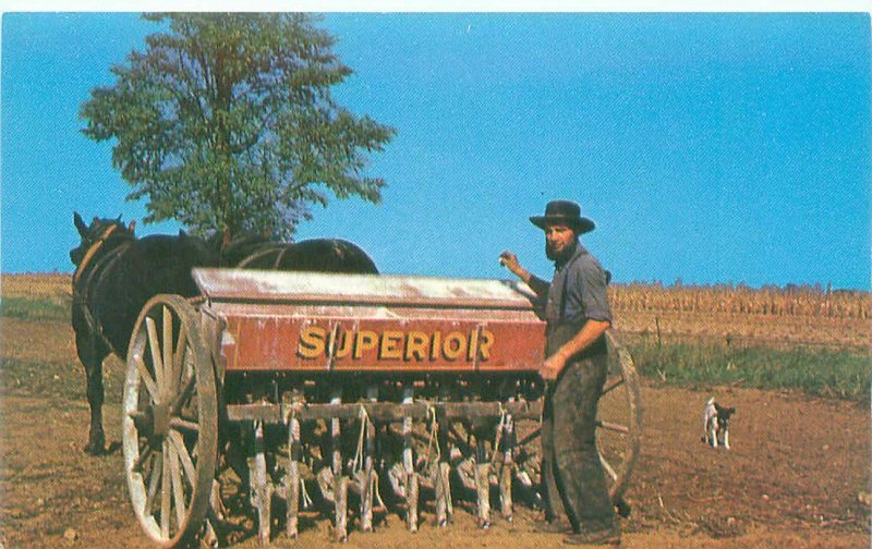 Superior Plow, Horses,. Amish Farmer, Dog  PA 1950s Chrome Postcard Unused