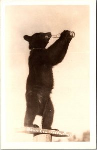 Bear Cub Drinking From Bottle Tofte Minnesota Real Photo