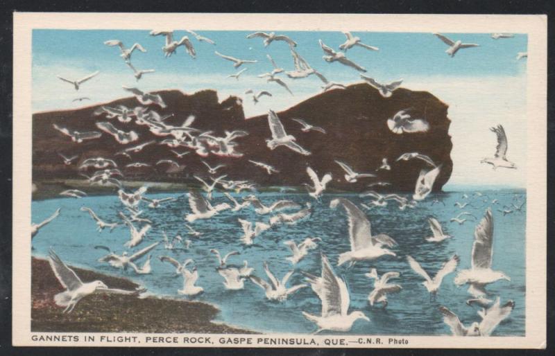 Colour PC Gannets in Flight Perce Rock Gaspe Peninsula, Que. unused