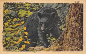 Bear Maine, USA Bear 1952 