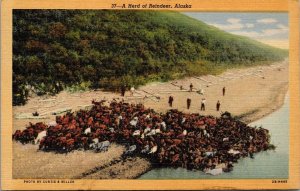 A Herd of Reindeer in Alaska Postcard PC63