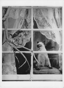 Cat Wanting To Eat Bird on Window Wishful Thinking Photo Postcard