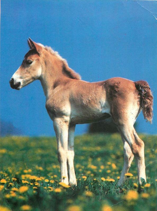 Lissy ein Herz fur Pferde foal horse postcard