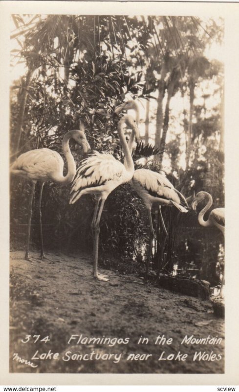 RP: LAKE WALES , Florida , 1910-20s ; Flamingos