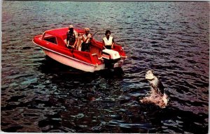 Postcard BOAT SCENE Tarpon Fiching Florida FL AL9525