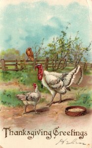 1910 Thanksgiving Greetings Holiday Turkey's Feeding Farm Vintage Postcard