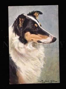 007503 Portrait of Cute COLLIE by LUKER vintage TSN Publ. PC