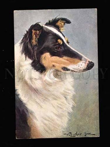 007503 Portrait of Cute COLLIE by LUKER vintage TSN Publ. PC