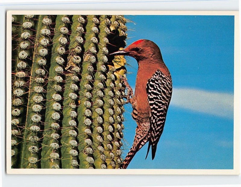 Postcard Gila Woodpecker, Saguaro National Monument, Arizona