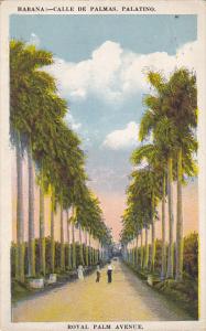 Cuba Havana Royal Palm Avenue