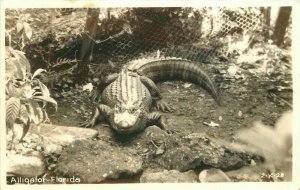 Alligator Florida 2-K-28 RPPC Photo Postcard 20-11141