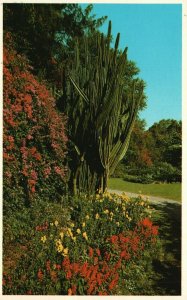 Vintage Postcard Bougainvillaea & Flowering Pipe Organ Cactus St. Petersburg FL