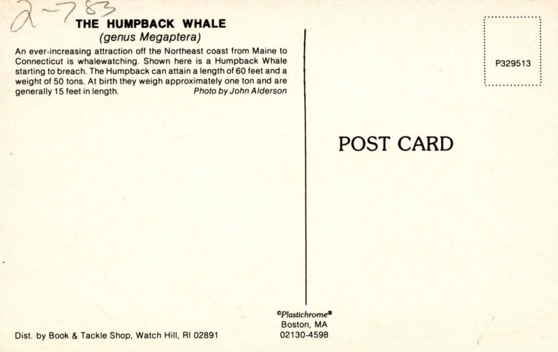 Humpback Whale 