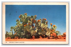 Prickly Pear Cactus  Linen Postcard N25